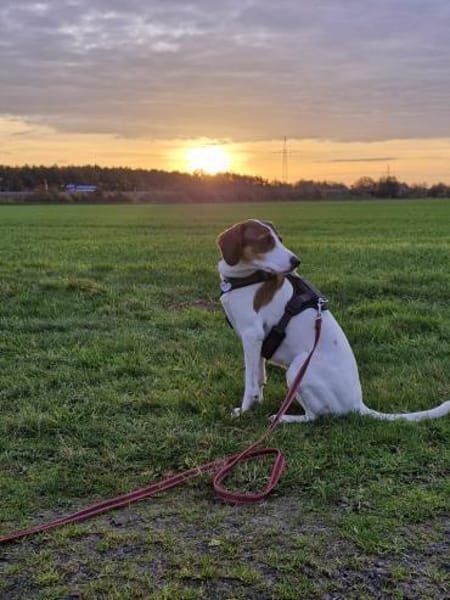 Frieda sucht leider eine neue Familie