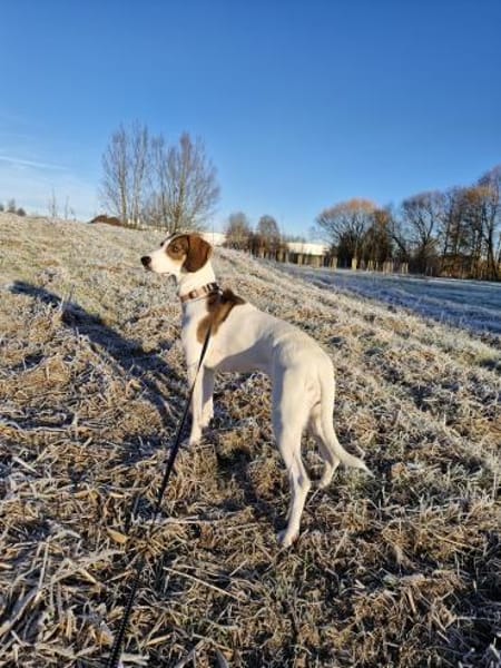 Frieda sucht leider eine neue Familie