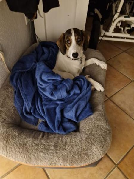 Frieda sucht leider eine neue Familie