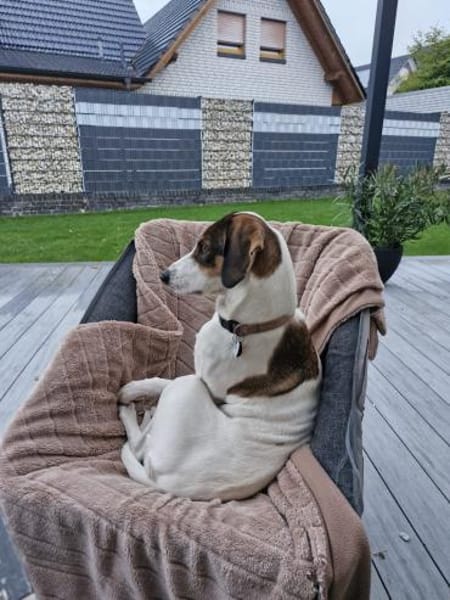 Frieda sucht leider eine neue Familie