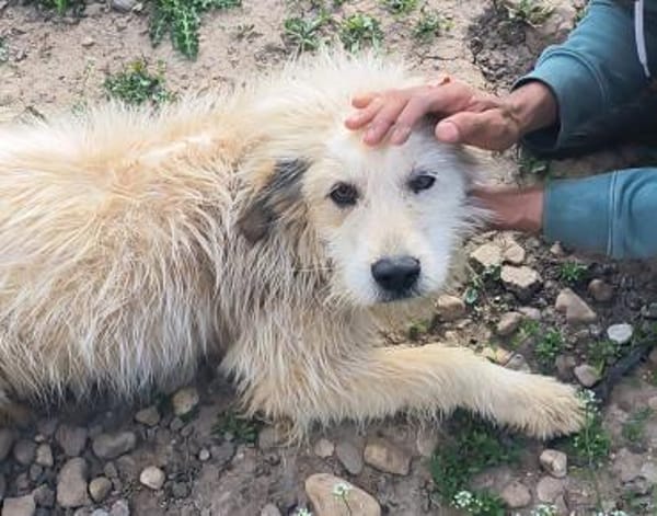 VIATA - sucht  Platz für's Leben...