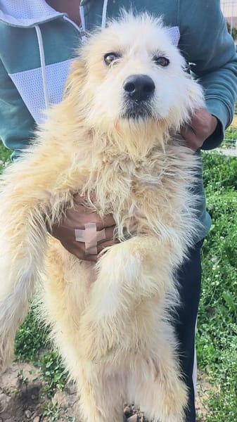 VIATA - sucht  Platz für's Leben...