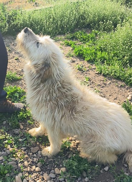 VIATA - sucht  Platz für's Leben...