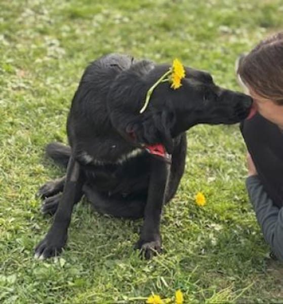 Labradormixdame Linda sucht liebes Heim
