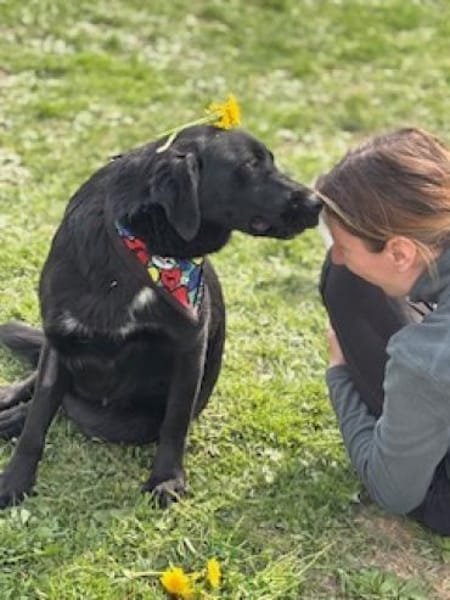 Labradormixdame Linda sucht liebes Heim