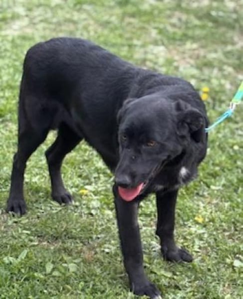 Labradormixdame Linda sucht liebes Heim