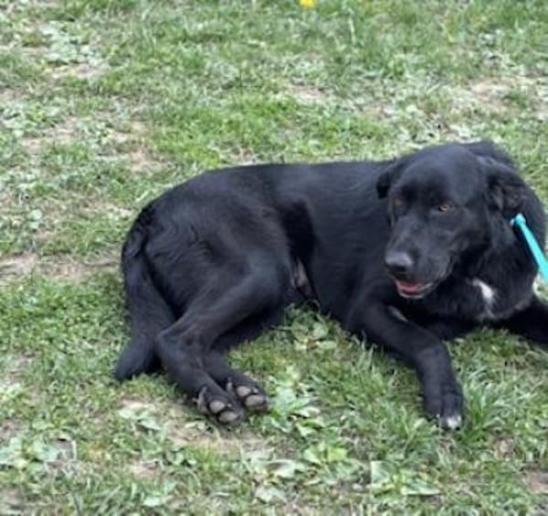 Labradormixdame Linda sucht liebes Heim