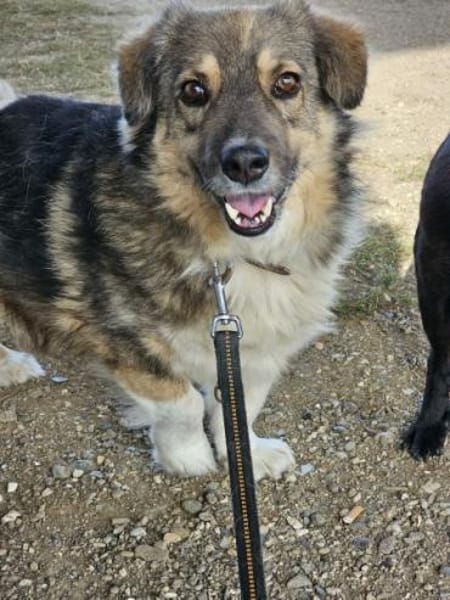 TWIXX -ruhiger, verspielter Kuschelbär