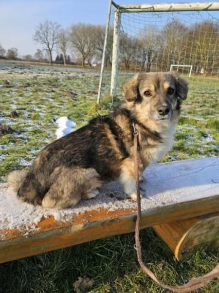 TWIXX -ruhiger, verspielter Kuschelbär