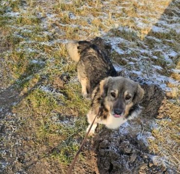 TWIXX -ruhiger, verspielter Kuschelbär