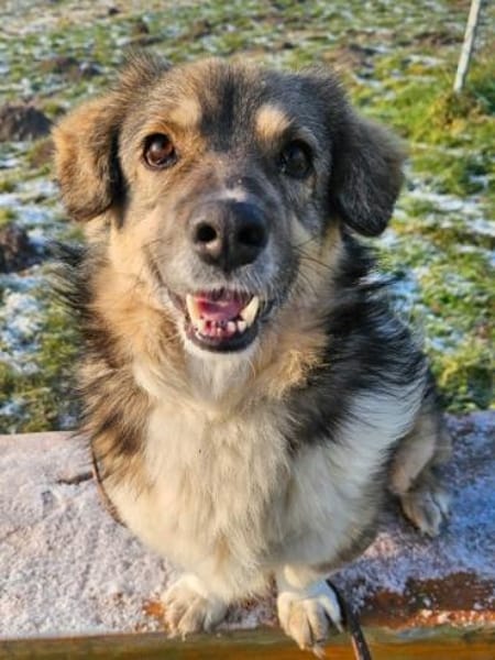 TWIXX -ruhiger, verspielter Kuschelbär