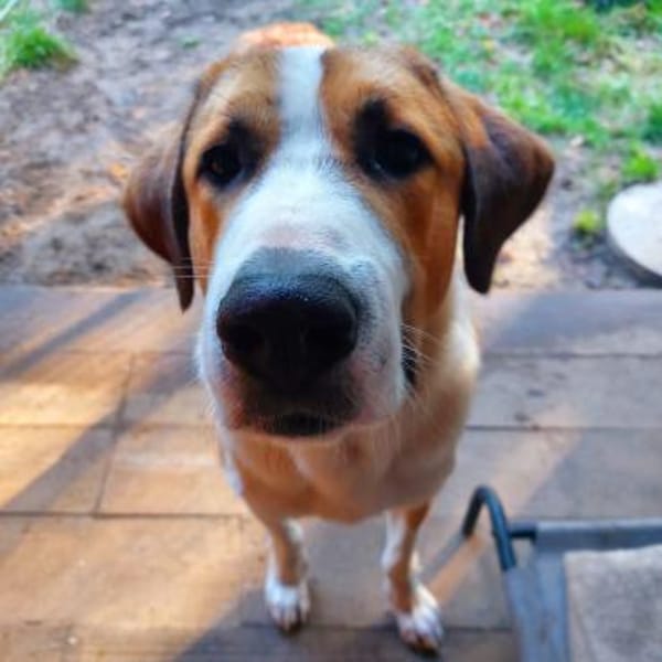 Moisès möchte endlich geliebt werden