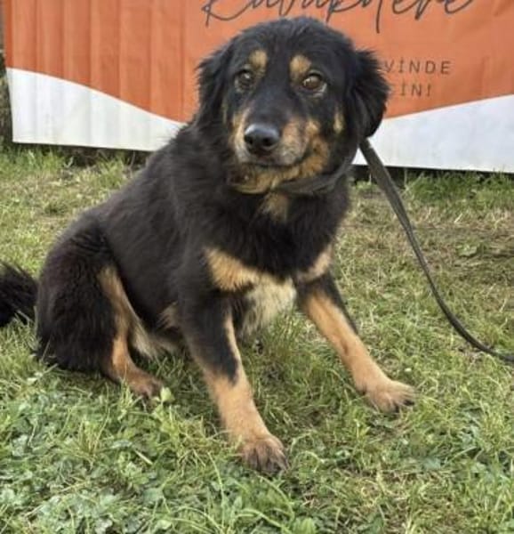 Frieda💜sucht ihr  Zuhause/Pflegestelle