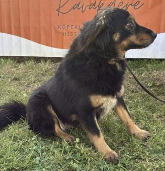 Frieda💜sucht ihr  Zuhause/Pflegestelle