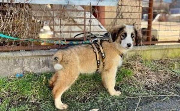 Corleone, unser Löwenherz