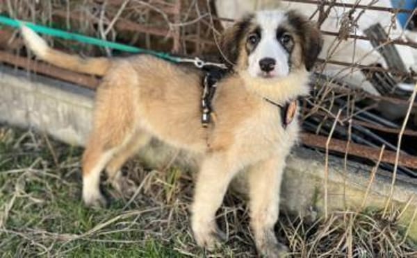 Corleone, unser Löwenherz