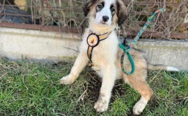 Corleone, unser Löwenherz