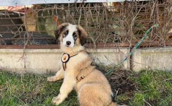 Corleone, unser Löwenherz