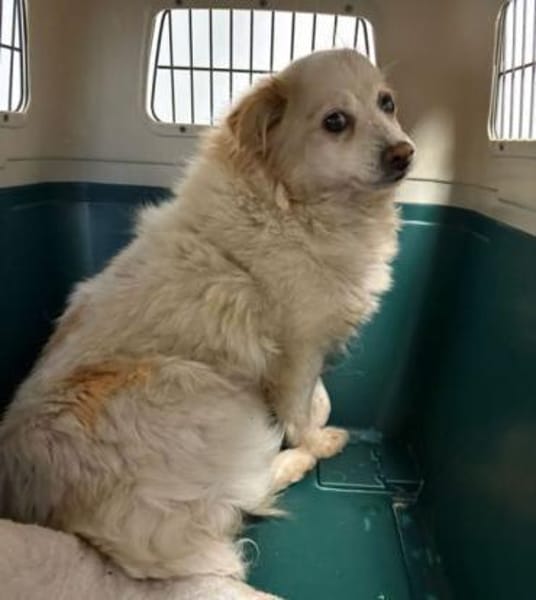 TALVI ist eine ganz süße Maus