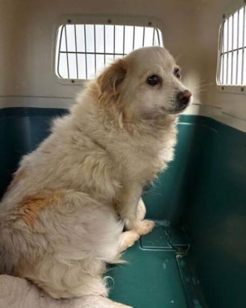 TALVI ist eine ganz süße Maus