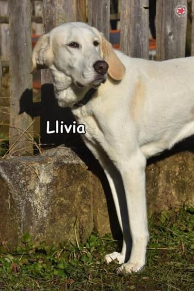 Llivia