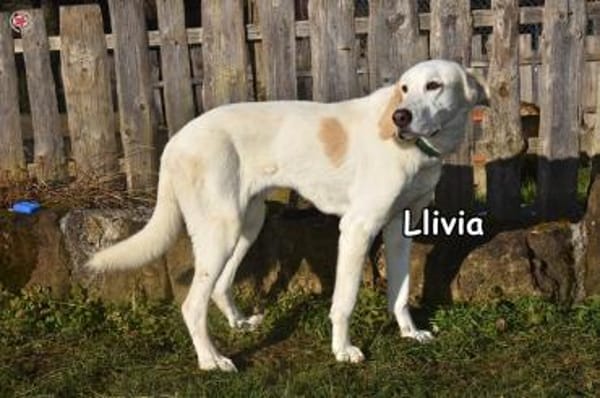 Llivia