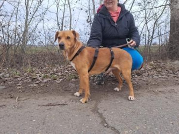 Hachiko, treuer Begleiter, ca. 8 Jahre