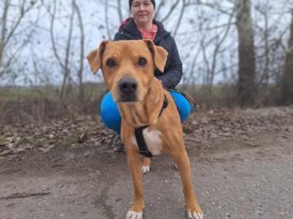 Hachiko, treuer Begleiter, ca. 8 Jahre