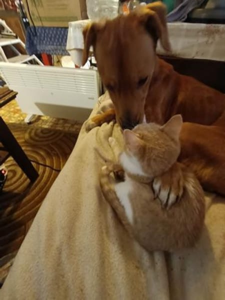 Hachiko, treuer Begleiter, ca. 8 Jahre