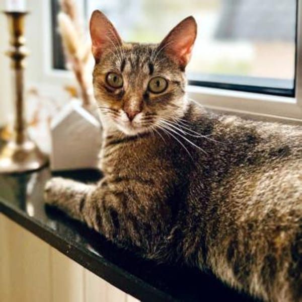 MINA - temperamentvolle Kuschelqueen