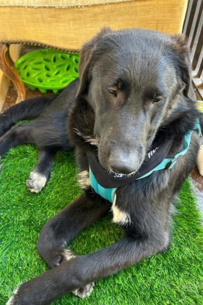 Cosmo - Schäfi-Mix in 55116 Mainz