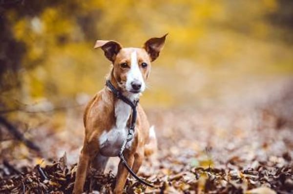 Diva -fröhlich, nett, aktiv