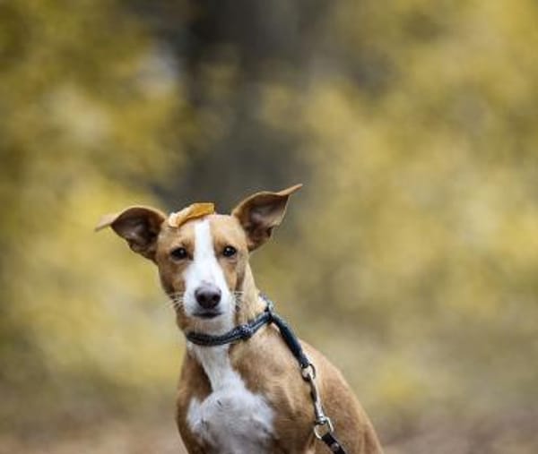 Diva -fröhlich, nett, aktiv