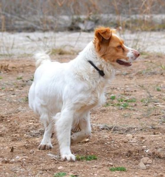 Alma - ein Dreamteam mit Estrella