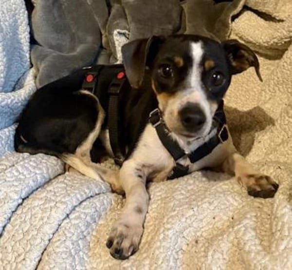 Laila, menschenbezogen, zart, neugierig