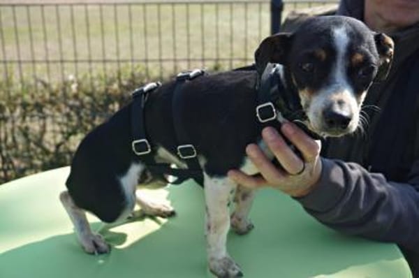 Laila, menschenbezogen, zart, neugierig