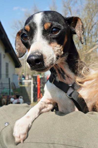 Laila, menschenbezogen, zart, neugierig