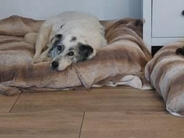 Fossy  53 cm (Pflegestelle)