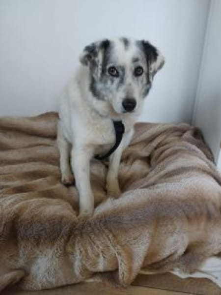 Fossy  53 cm (Pflegestelle)