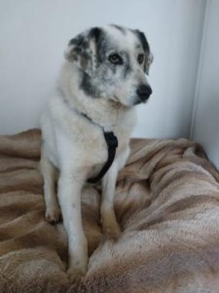 Fossy  53 cm (Pflegestelle)