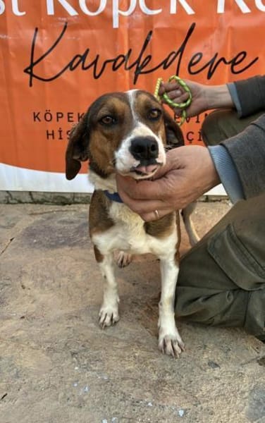 Trixie💜sucht Pflegestelle/Endstelle