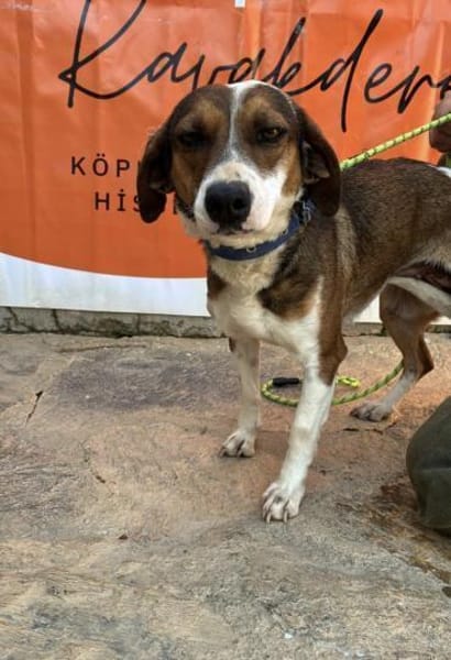 Trixie💜sucht Pflegestelle/Endstelle