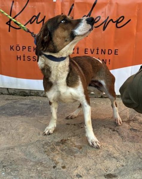 Trixie💜sucht Pflegestelle/Endstelle