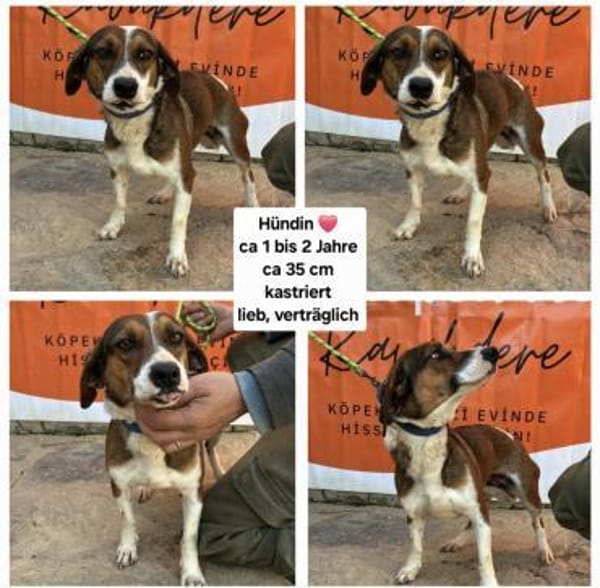 Trixie💜sucht Pflegestelle/Endstelle