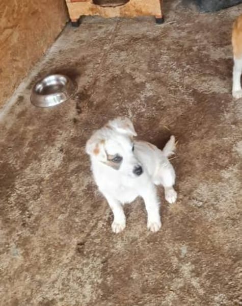 Kleiner lieber Ole sucht seine Familie