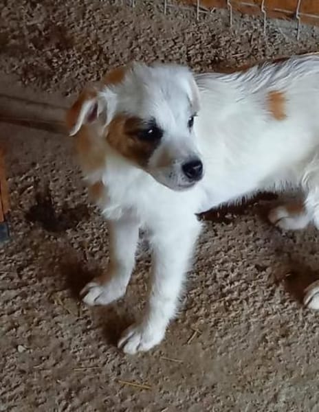 Kleiner lieber Ole sucht seine Familie