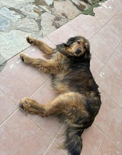 Corali💜sucht Pflegestelle/Endstelle