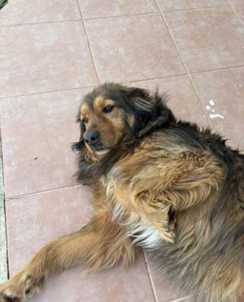 Corali💜sucht Pflegestelle/Endstelle