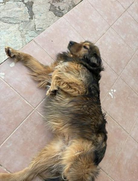 Corali💜sucht Pflegestelle/Endstelle