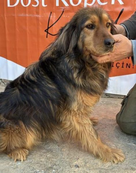 Corali💜sucht Pflegestelle/Endstelle